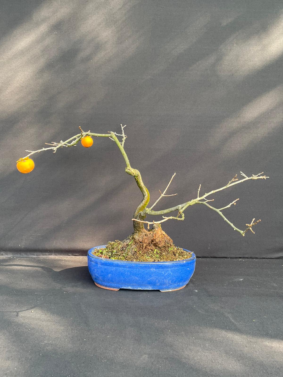 Bonsai Diospyros kaki Alt. 40 cm
