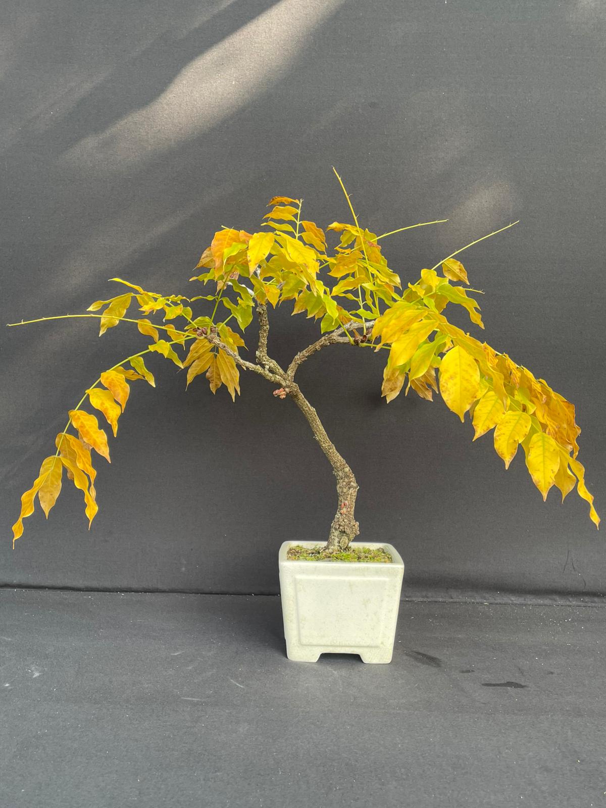Bonsai Wisteria Floribunda Alt. 40 cm – castagnovivai