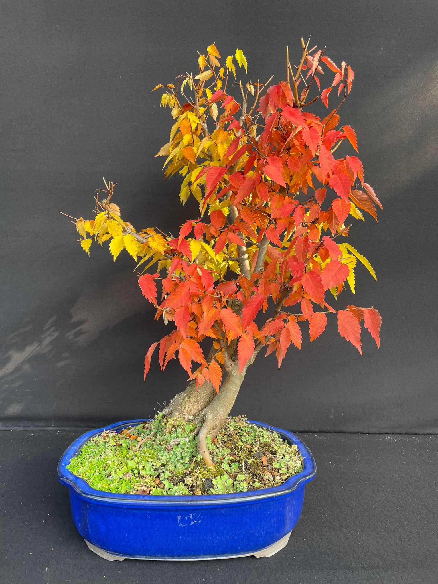 Bonsai Zelkova serrata Alt. 56 cm