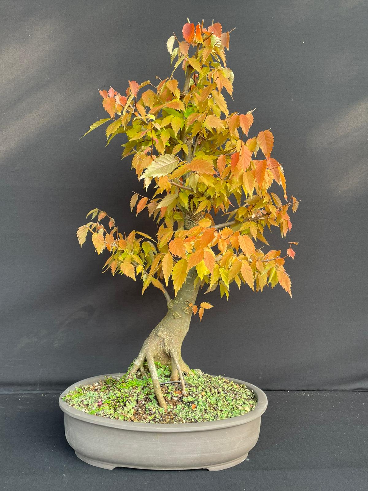 Bonsai Zelkova serrata Alt. 70 cm