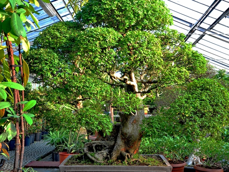 bonsai per allestimento giardino