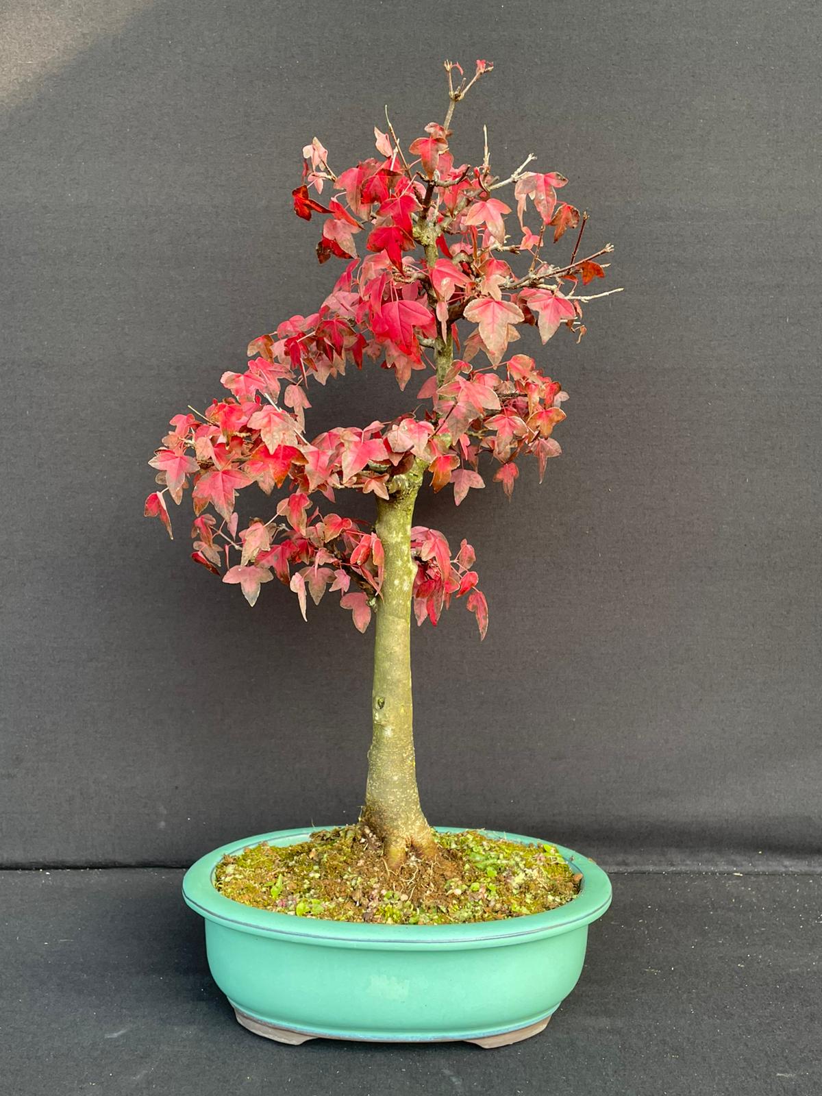 Bonsai Acer Buergerianum 40 cm
