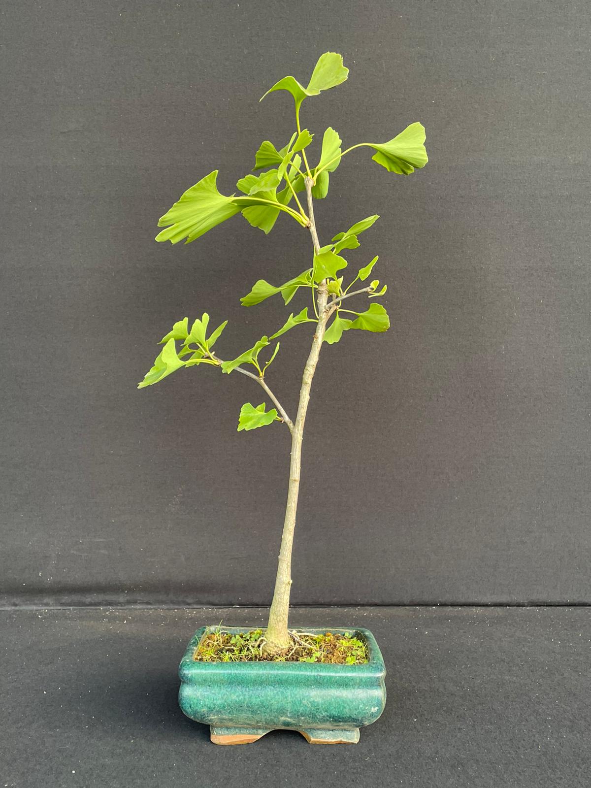 Bonsai Gingko Biloba 60 cm