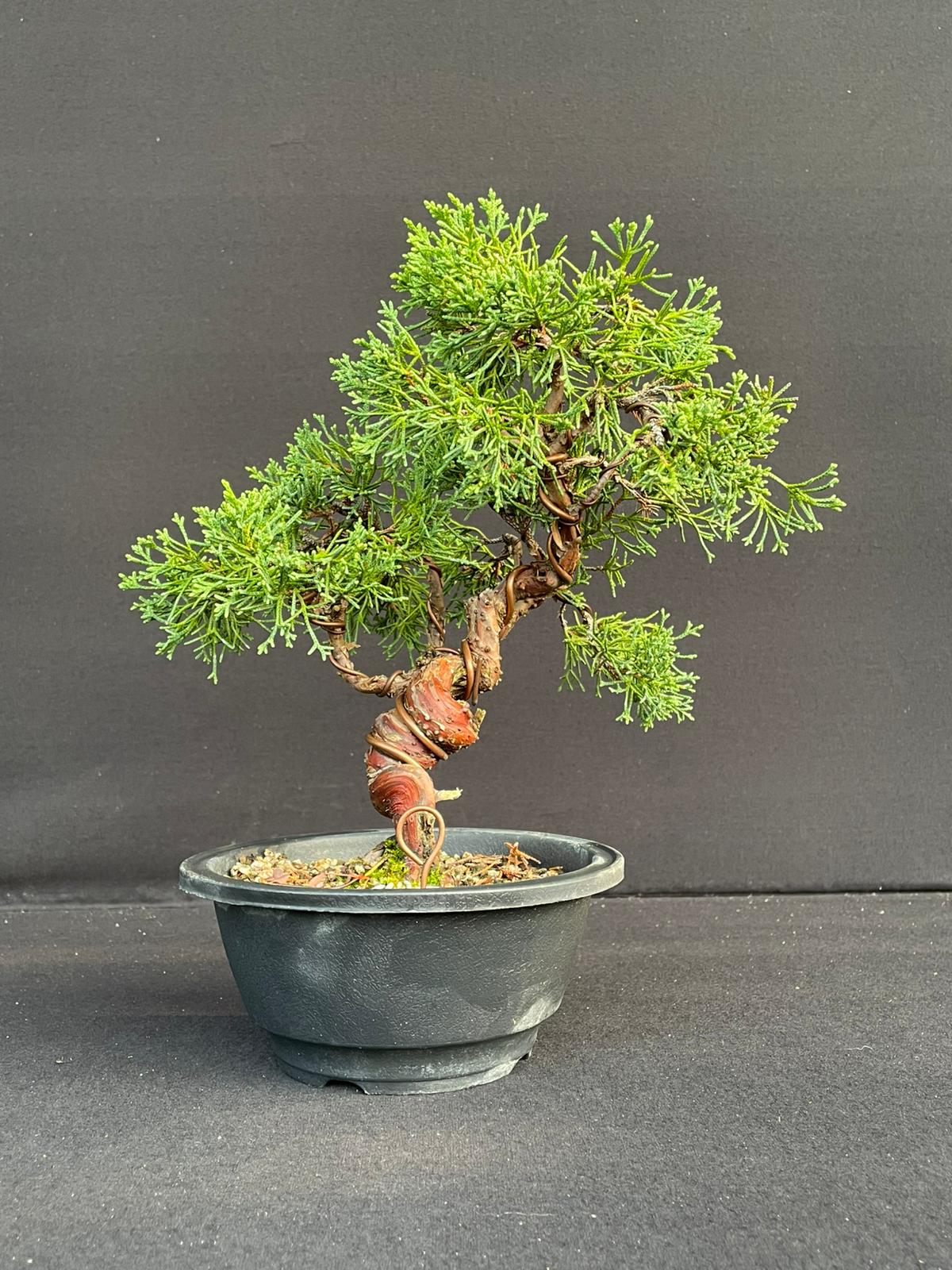 Bonsai Juniperus Chinensis Itoigawa 25 cm