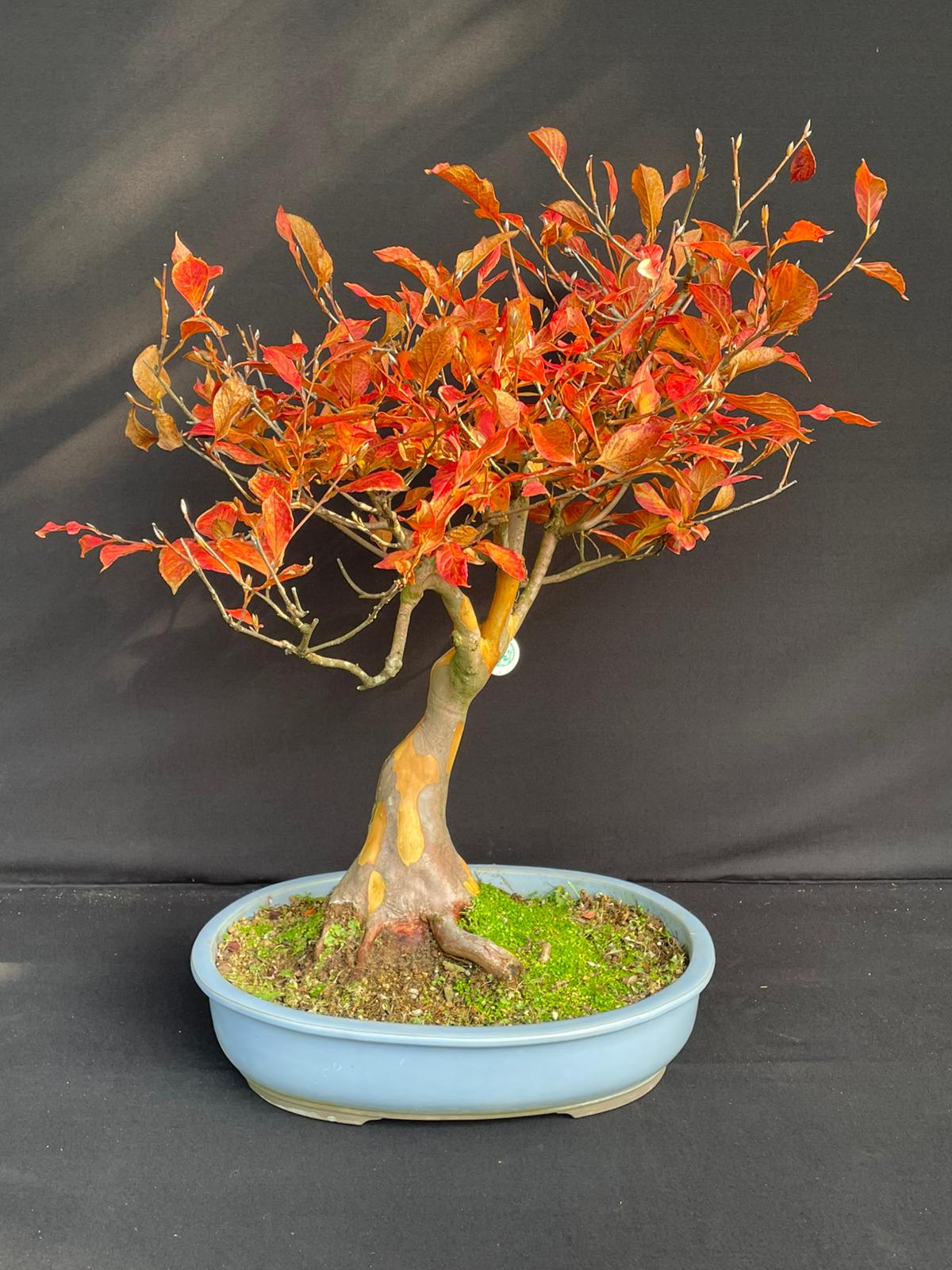Bonsai Diospyros kaki Alt. 40 cm – castagnovivai