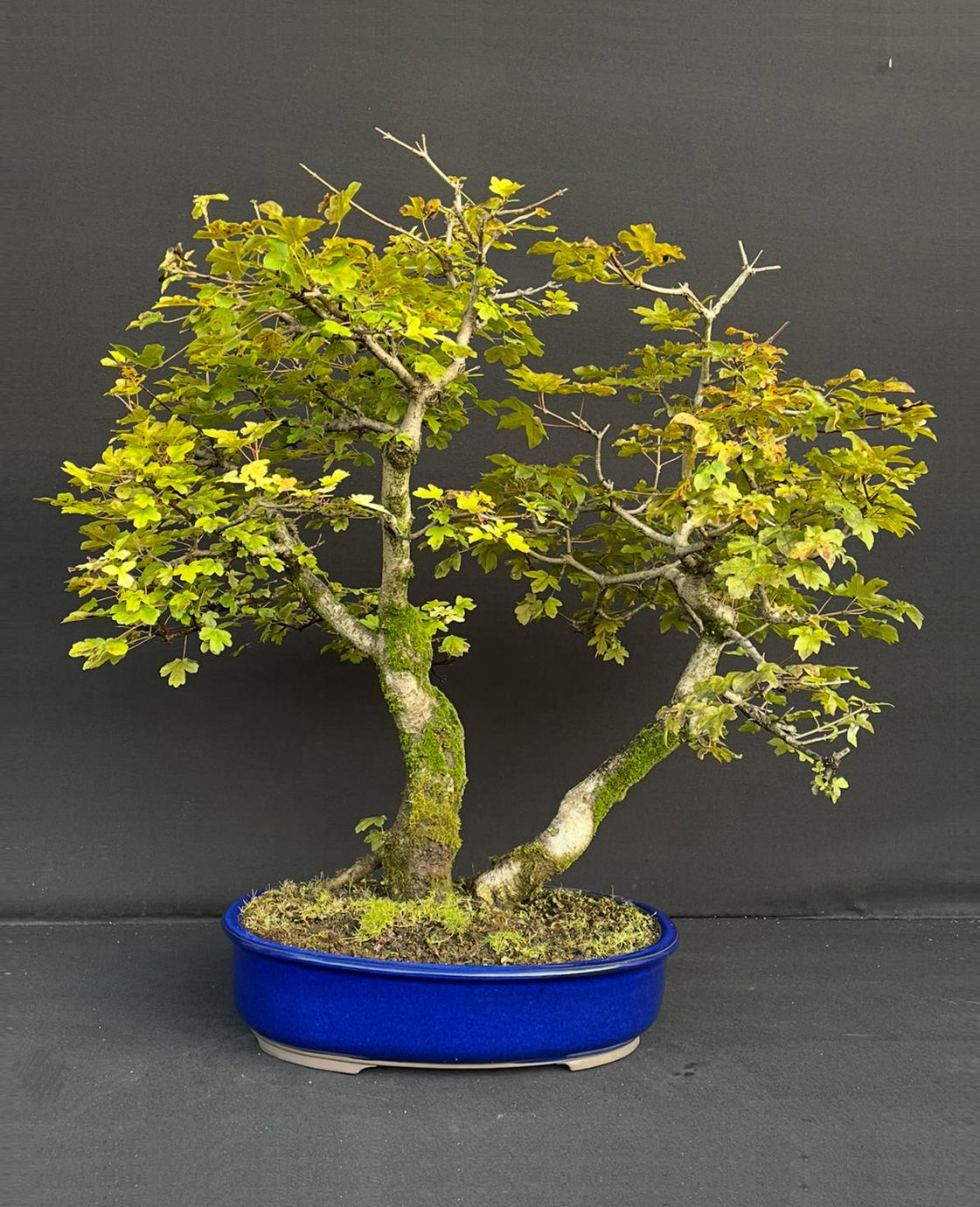 Bonsai Acer Campestis 62 cm