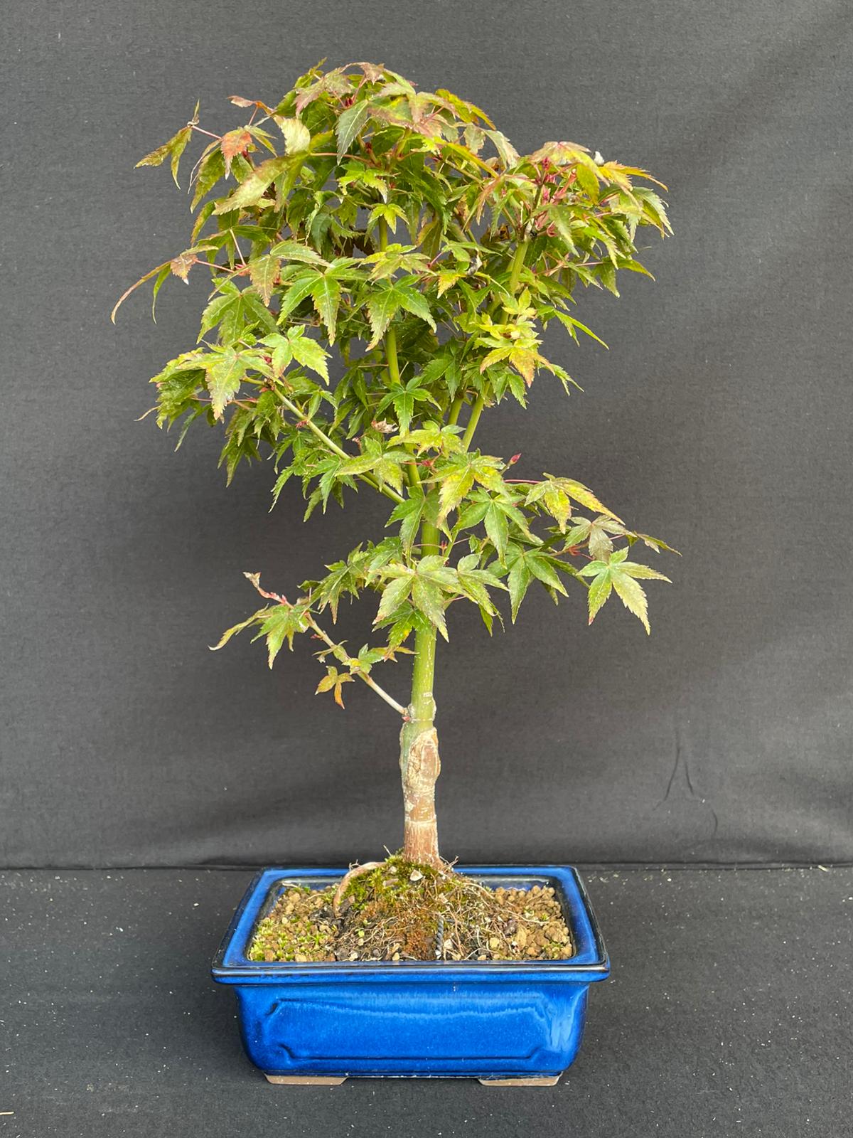 Bonsai Acer Palmatum 33 cm