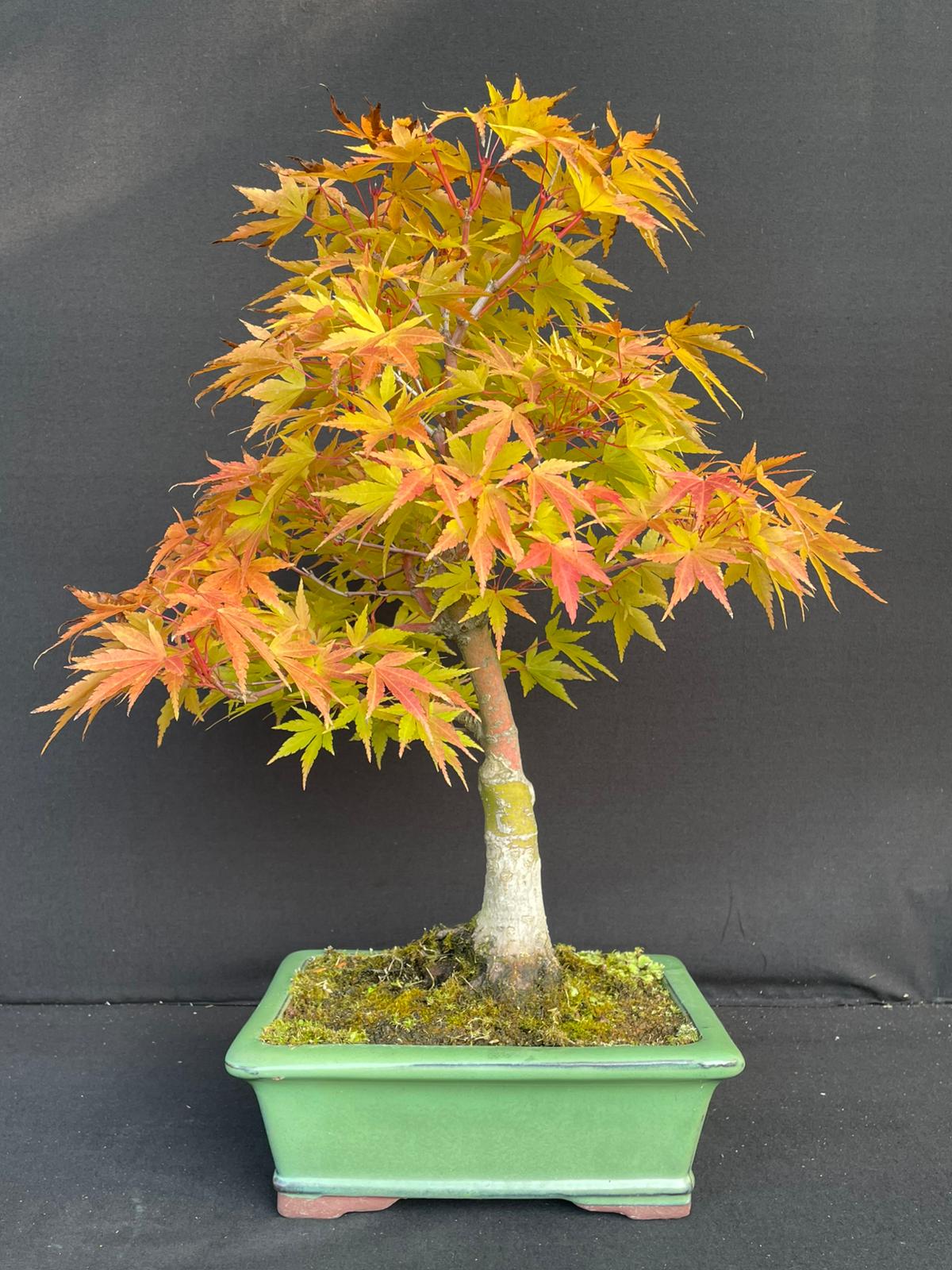 Bonsai Acer Palmatum Corallinum 42 cm