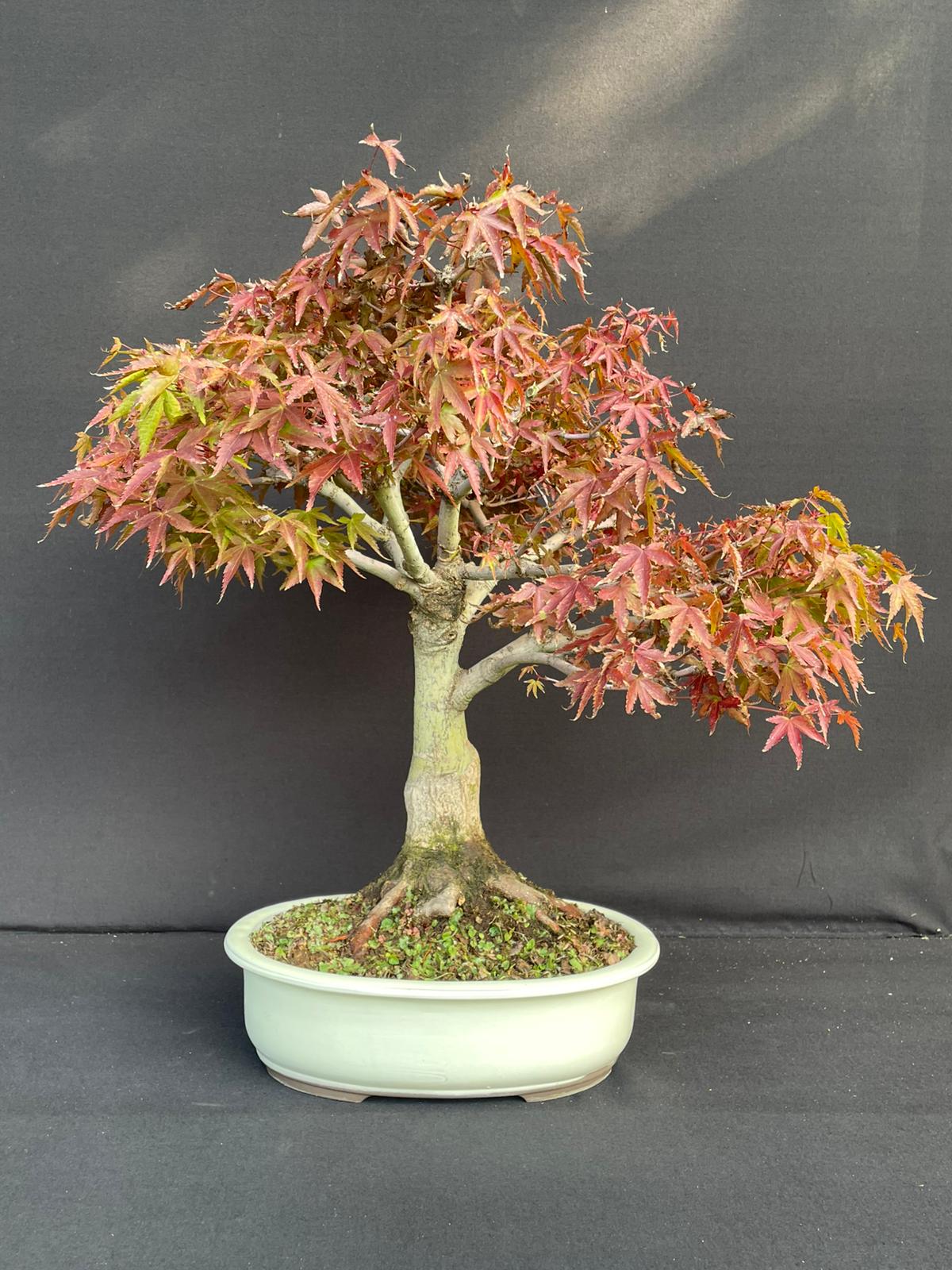 Bonsai Acer Palmatum Kiyohime 47 cm